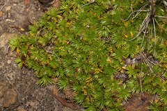 Azorella pedunculata image
