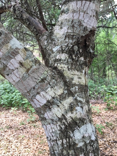 Buckley's oak