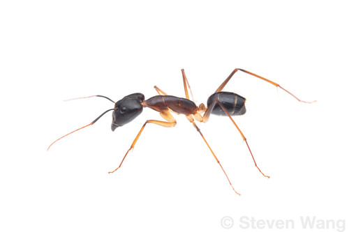 Camponotus dufouriCamponotus dufouri
