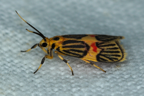 Prepiella pexicera