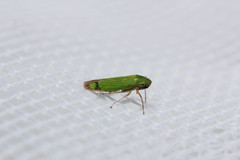 Hortensia similis image