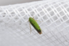 Hortensia similis image