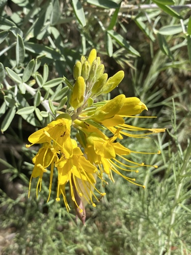 iNaturalist observation photo of Bladderpod