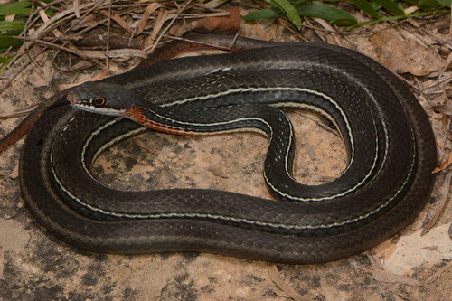 Schott's Whipsnake