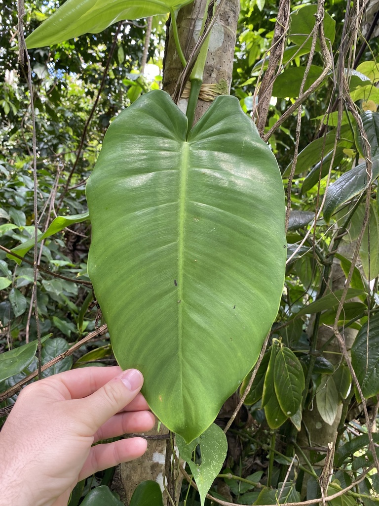 Philodendron consanguineum  iNaturalist