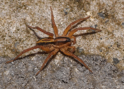 Venatrix furcillata