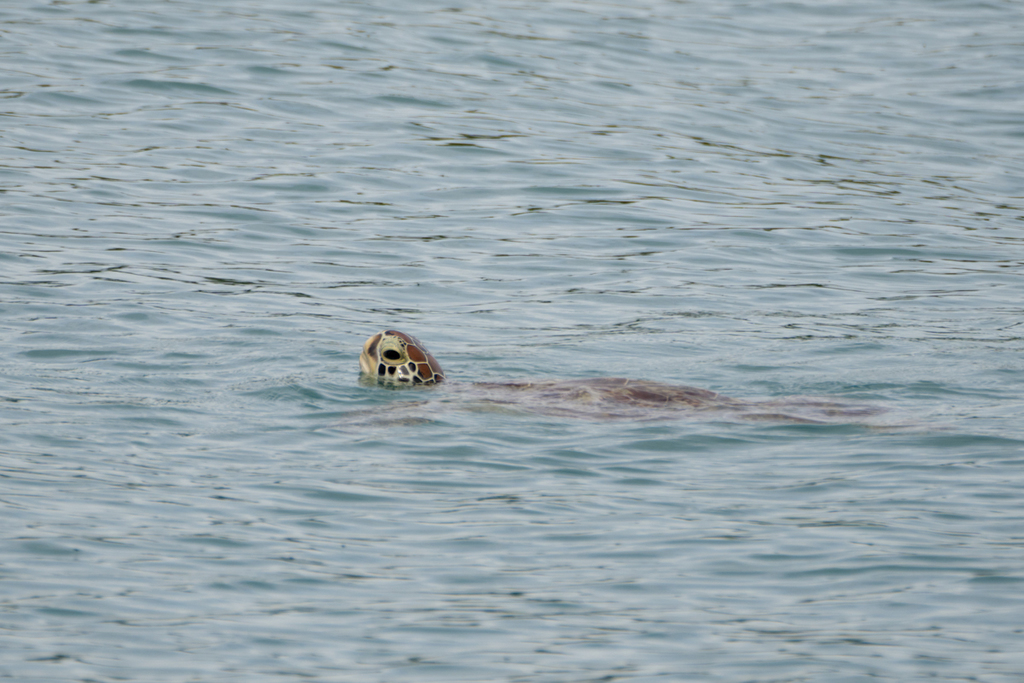 Green Sea Turtle