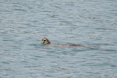 Green Sea Turtle