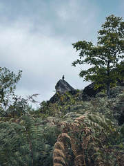 Coragyps atratus image