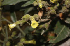 Image of Nicotiana rustica
