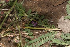 Astragalus sprucei image