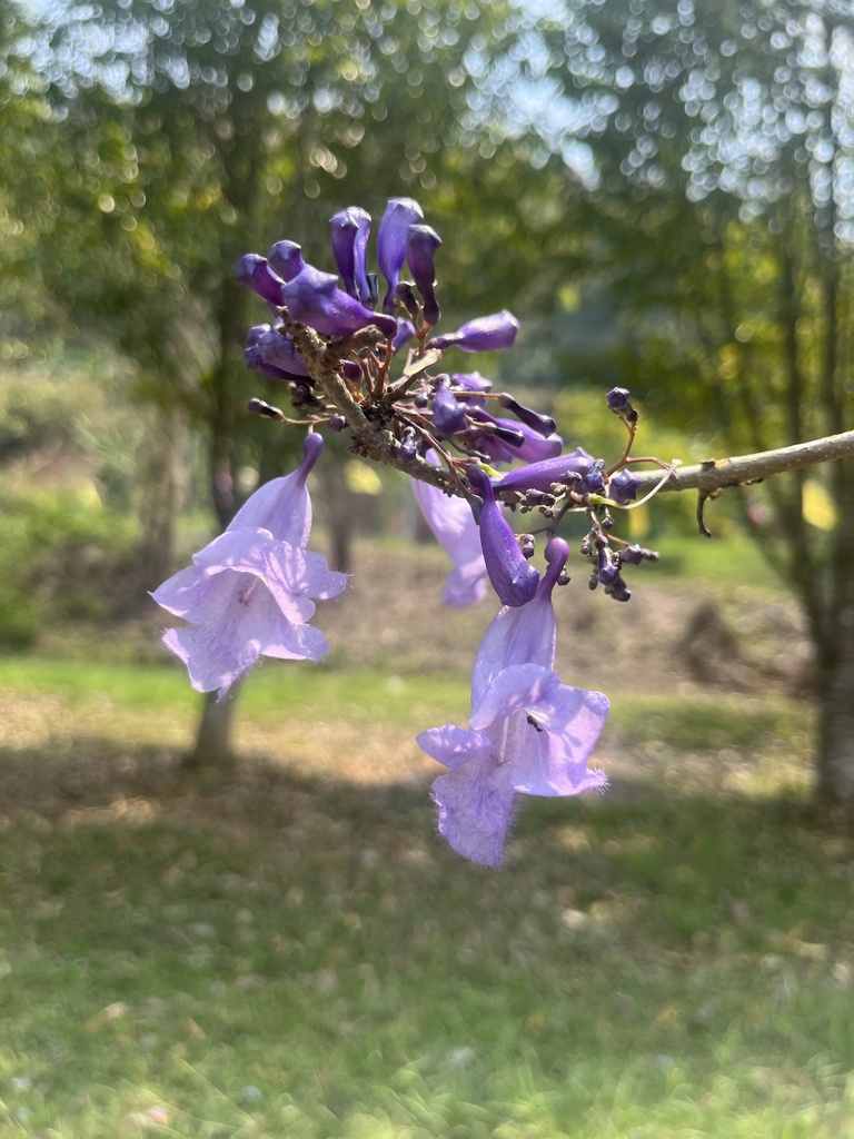 Jacarandá