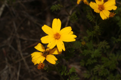 Tagetes zypaquirensis image