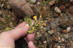 Monticalia teretifolia image