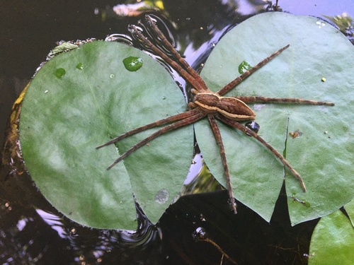 Nilus majungensis