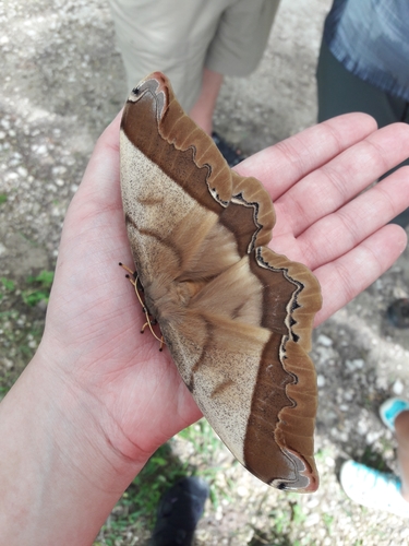 giant silk moth