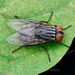 Synthesiomyia - Photo (c) 豆豆, all rights reserved, uploaded by 豆豆