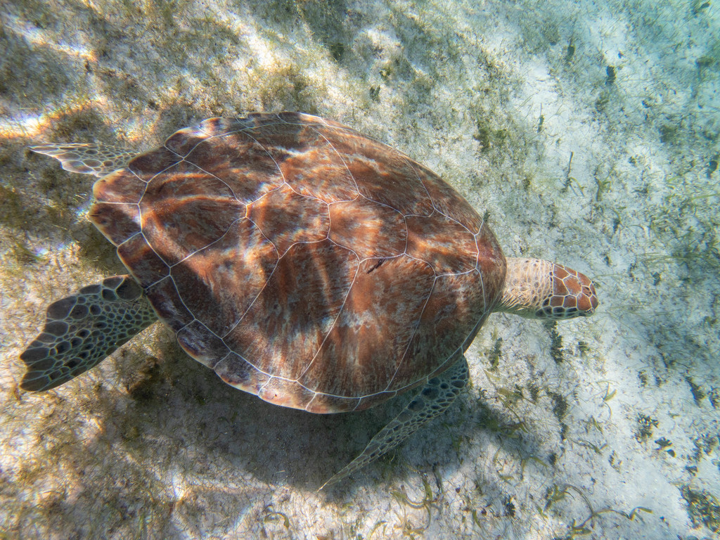 Green Sea Turtle In March 2022 By Karl Questel INaturalist   Large 