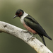 Melanerpes lewis - Photo 由 Ian Routley 所上傳的 (c) Ian Routley，保留所有權利