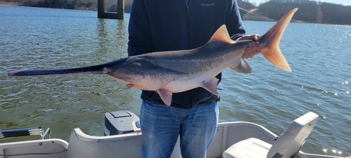American Paddlefish