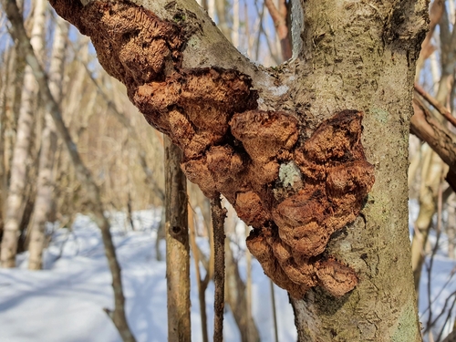 Spindulinis Skylenis nuotrauka