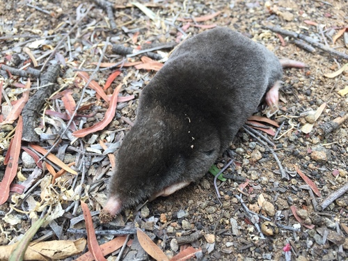 Northern Broad-footed Mole