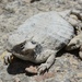 Roundtail Horned Lizard - Photo (c) jlassiter, all rights reserved