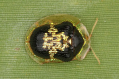 Image of Microctenochira cruxflava