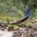 Serpiente Andina de Sneidern - Photo (c) Jurgen Beckers, todos los derechos reservados, subido por Jurgen Beckers