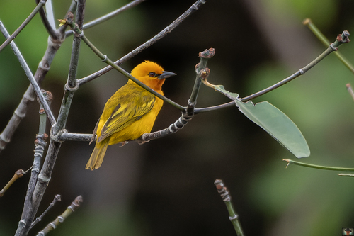 Orange Weaver