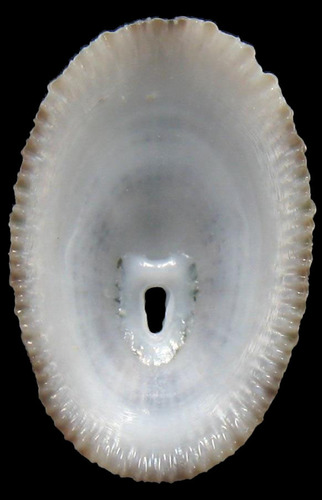 Cayenne Keyhole Limpet