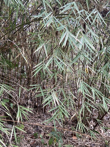 Rhipidocladum prestoei