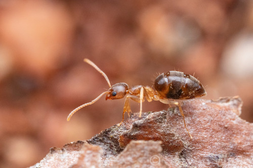 Technomyrmex madecassusTechnomyrmex madecassus