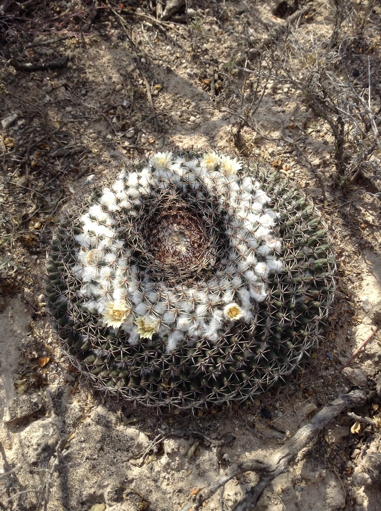 Mammillaria formosa  iNaturalist