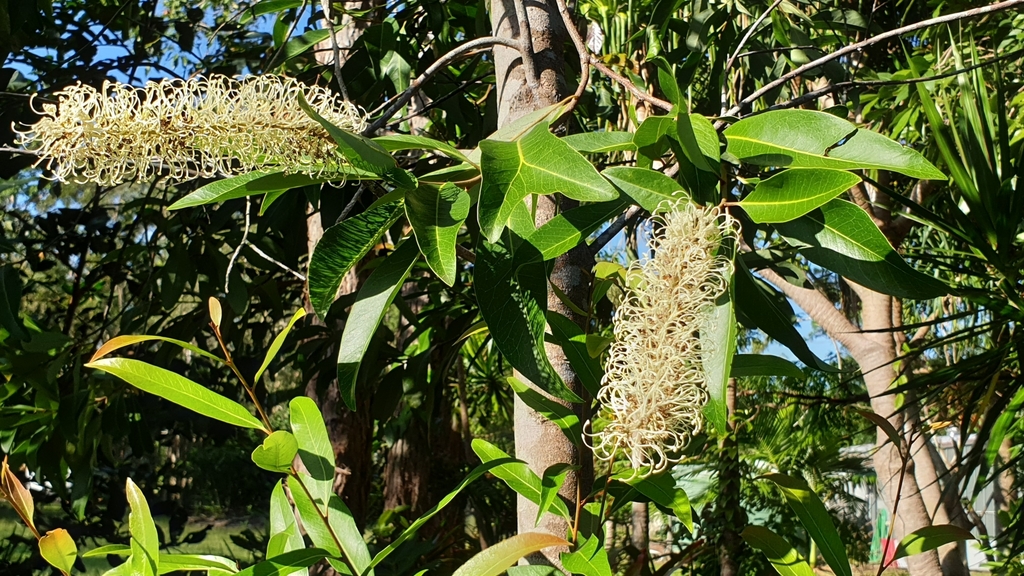 ivory curl tree from Weyba Downs QLD 4562, Australia on February 18 ...