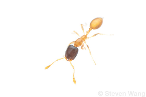 Monomorium termitobiumMonomorium termitobium
