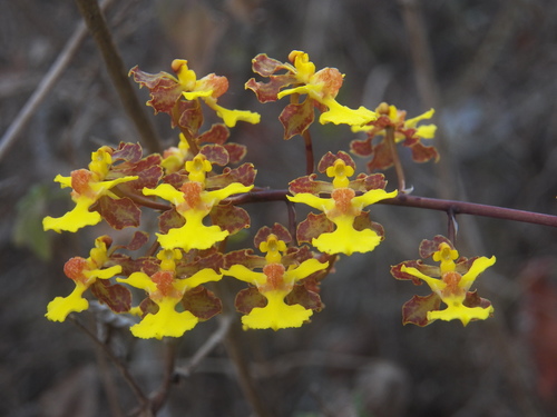 Short-Leaved Mule-Ear Orchid