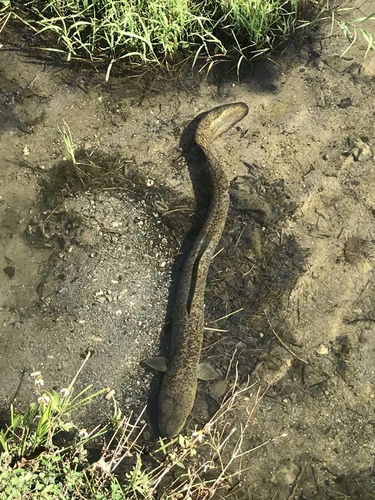 Marbled Eel