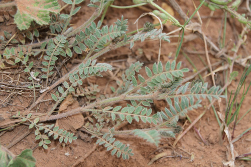 Astragalus geniculatus