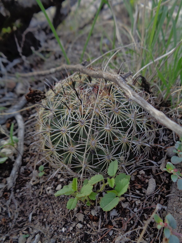 Coryphantha delicata