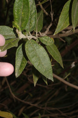Image of Grosvenoria rimbachii