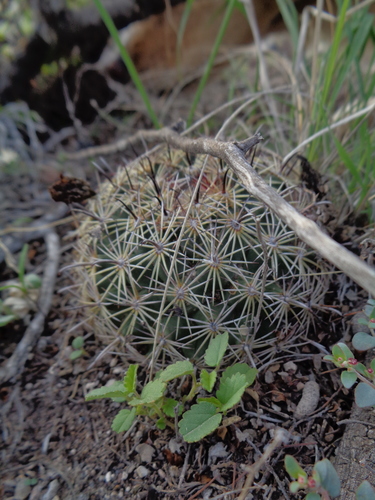 Coryphantha delicata