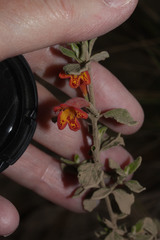 Clinopodium tomentosum image