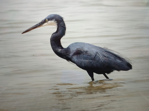 Western Reef Heron