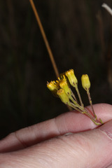 Monticalia teretifolia image