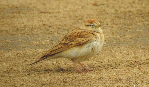 Greater Short-toed Lark