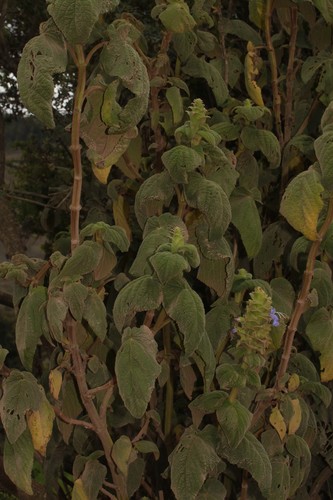 Salvia macrostachya image
