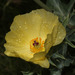 Argemone subfusiformis - Photo 由 Ruth Ripley 所上傳的 (c) Ruth Ripley，保留所有權利