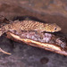 New Caledonian Chameleon Geckos - Photo (c) Paul Freed, all rights reserved, uploaded by Paul Freed