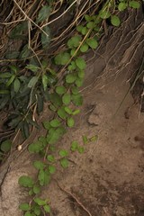 Muehlenbeckia tamnifolia image